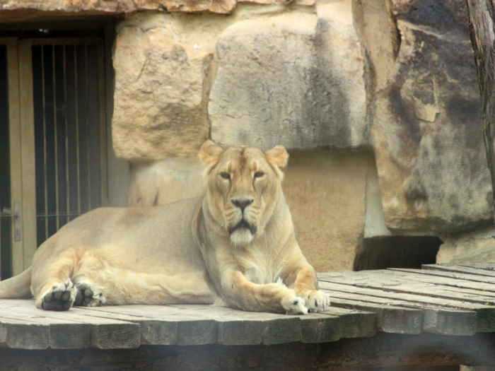 Львы из барселонского зоопарка перенесли коронавирус