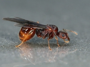 В Москве зафиксировали большое количество крылатых муравьев
