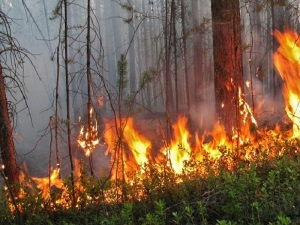 На западе Москвы возник лесной пожар