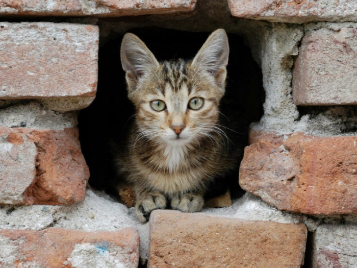 В Москве спасли застрявшую в подвале кошку