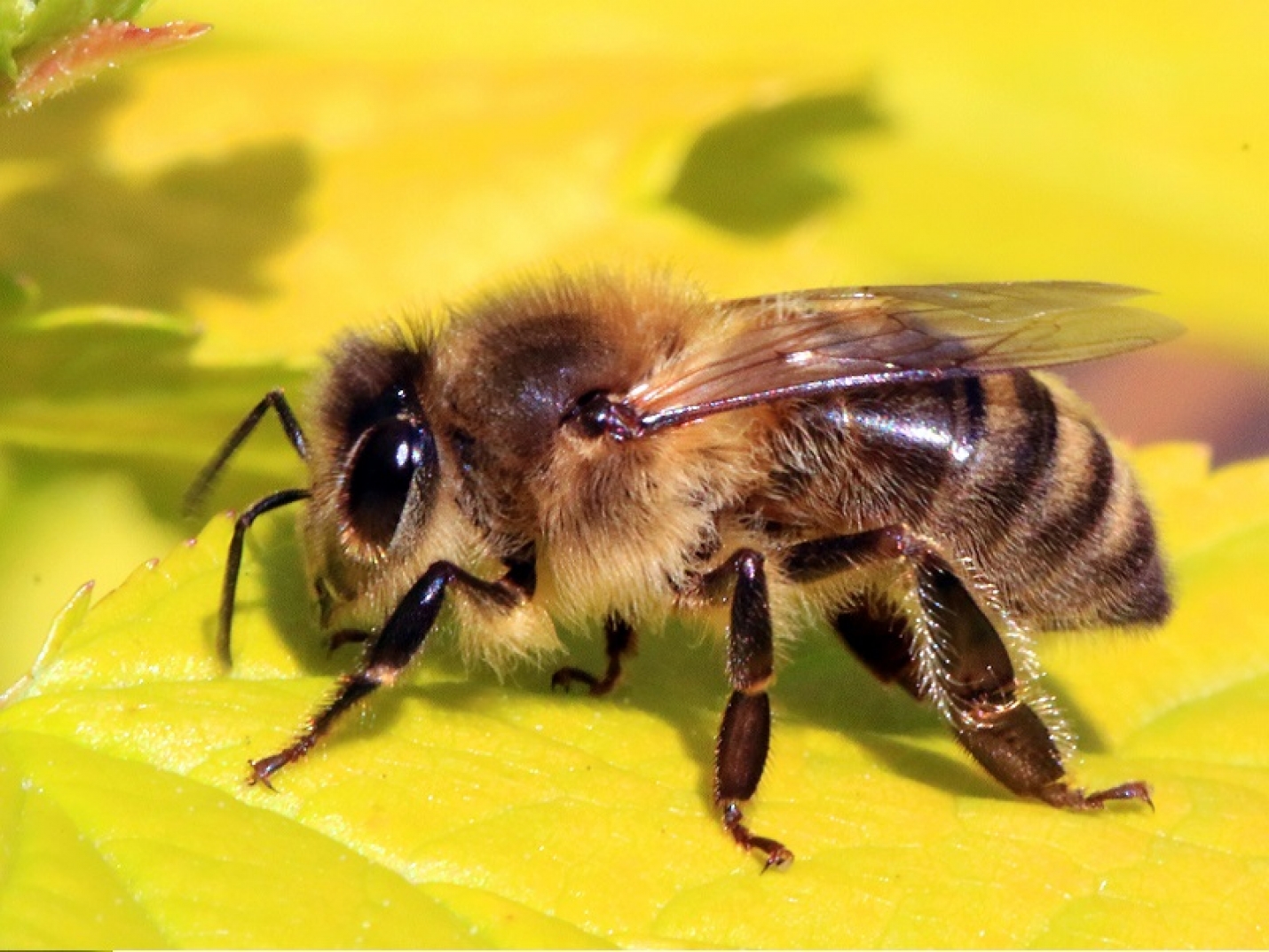 В Орловской области возбудили второе дело после массовой гибели пчёл