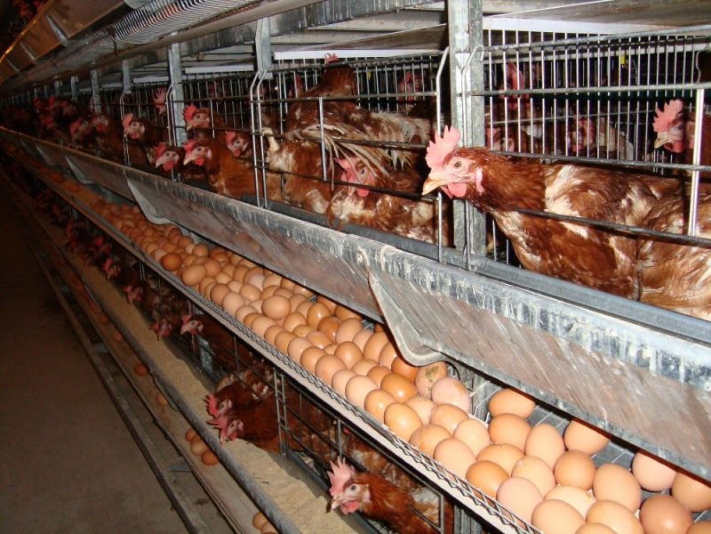 В Минсельхозе рассказали, как вырастут цены на яйца и птицу