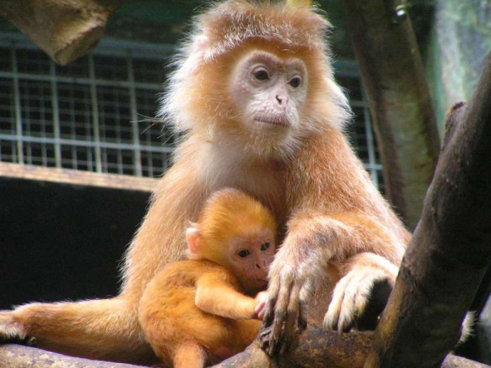 В зоопарке Филадельфии родилась обезьянка исчезающего вида