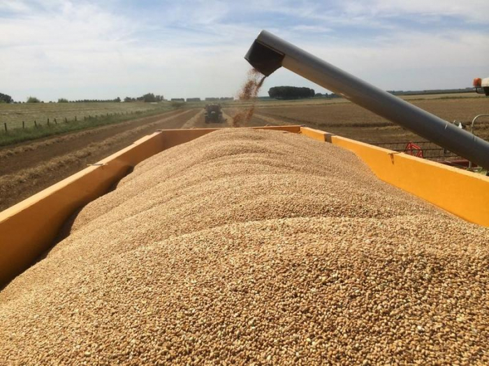 В Минсельхозе предложили повысить экспортную пошлину на пшеницу