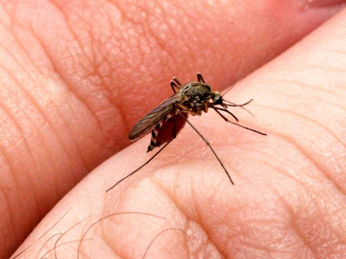 Россиян предупредили о первой волне комаров
