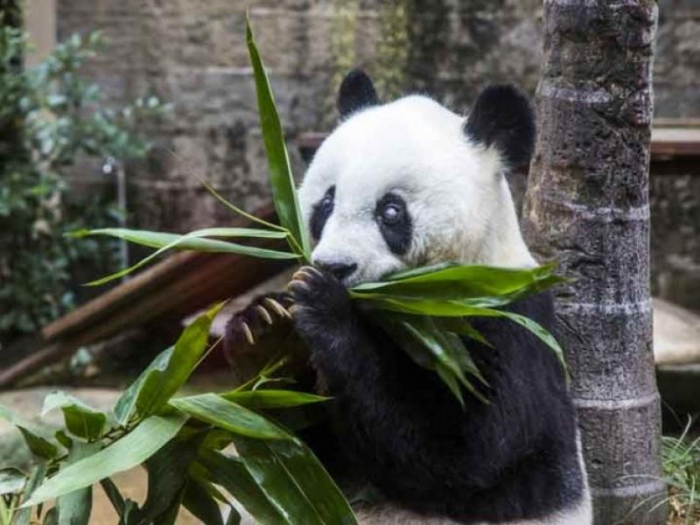 Умерла старейшая панда в мире