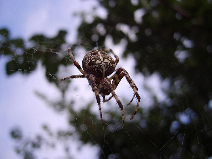 В московских лесах начали просыпаться пауки и другие членистоногие